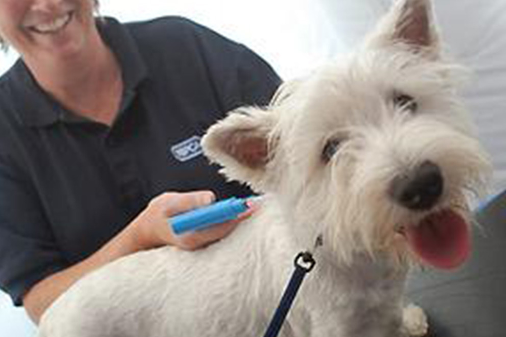 Vet microchipping a Yorkshire terrier
