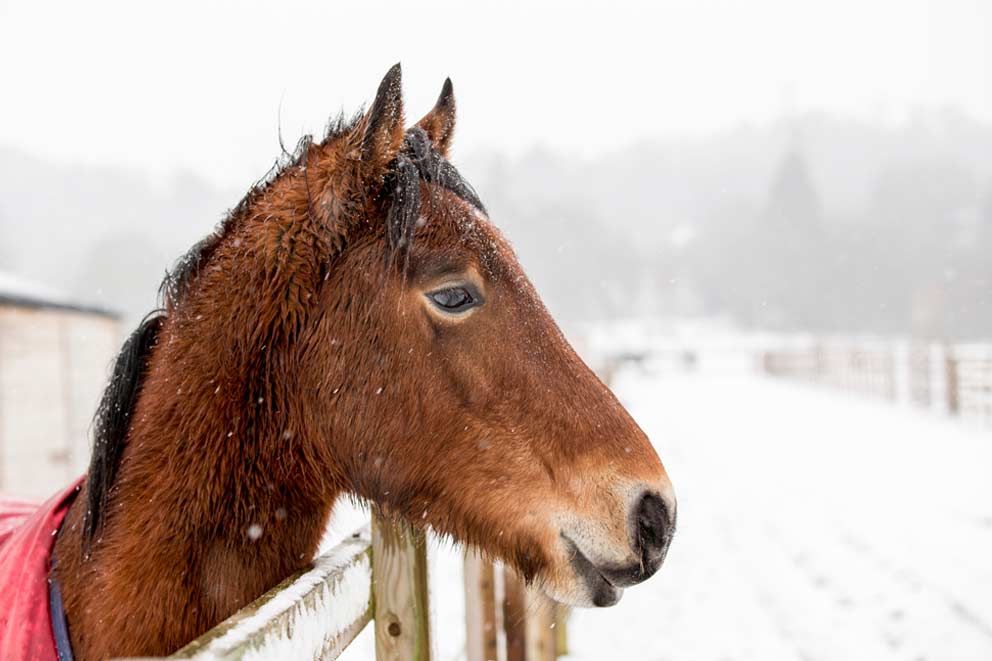 An adult horse in snow covered landscape