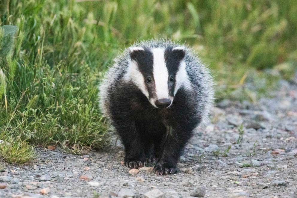 A single male badger cub walking along a footpath.