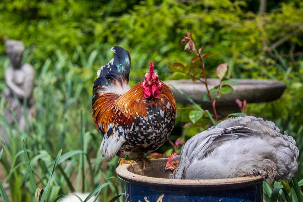 An RSPCA rescue cockerel named Walnut enjoying life in his new home in Dorset.
