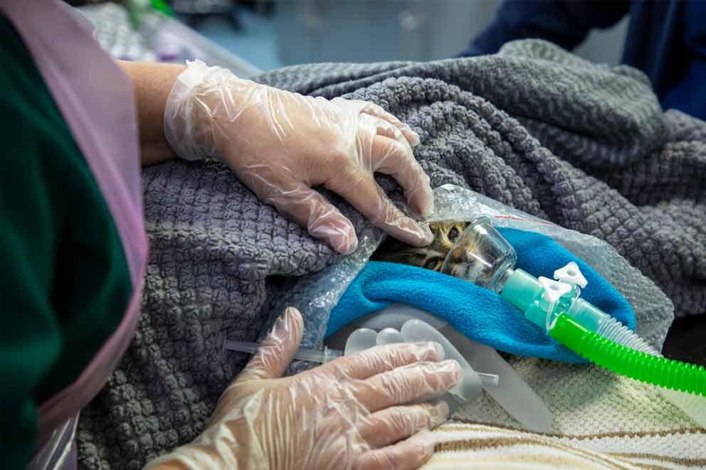 A cat receiving vet treatment with an oxygen mask before surgery.