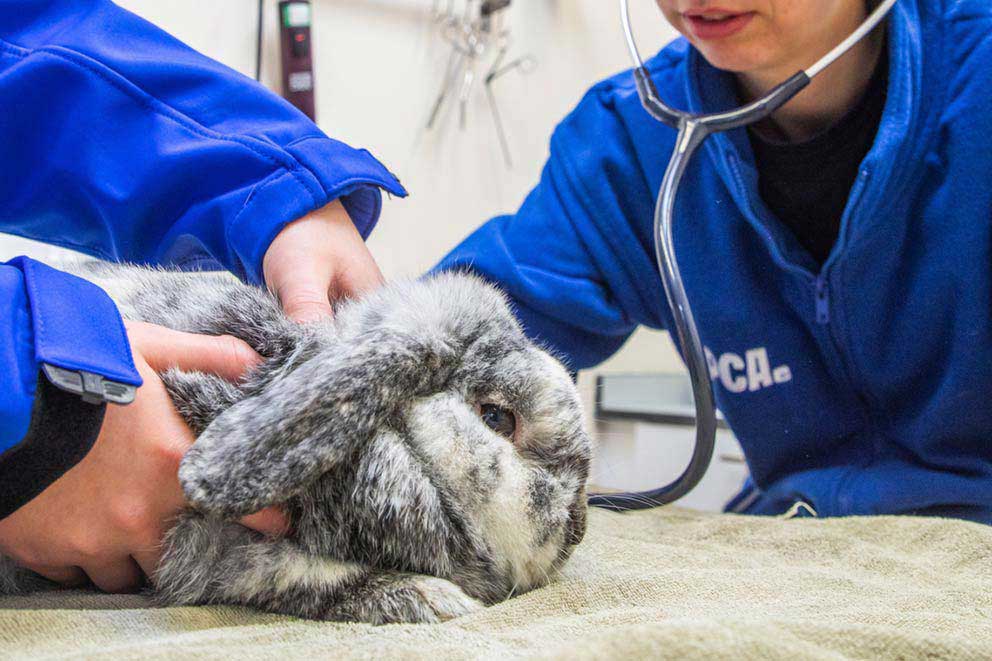 Large bunny is assessed by two vets, one is using a stethoscope
