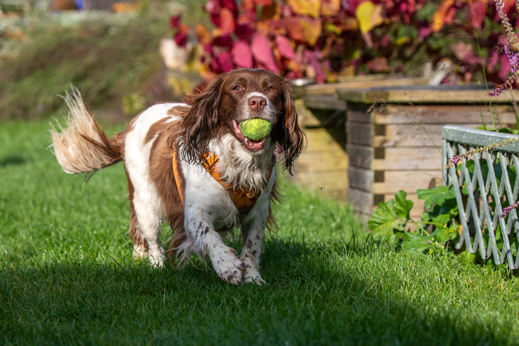 A dog carrying a tennis ball in its mouth in the garden.