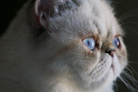A close-up of a flat-faced cat.