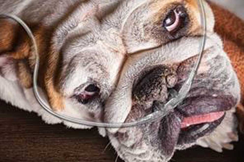 A flat-faced breed of dog with an oxygen tube through their nose.