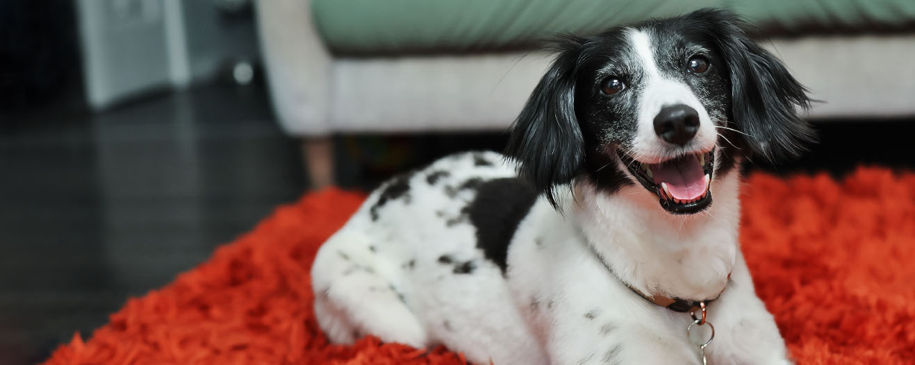 Floss, a black and white medium sized dog laying on a fluffy red rug looking up playfully.