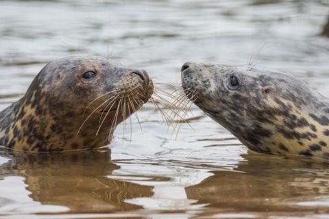 Dark-spotted grey seals