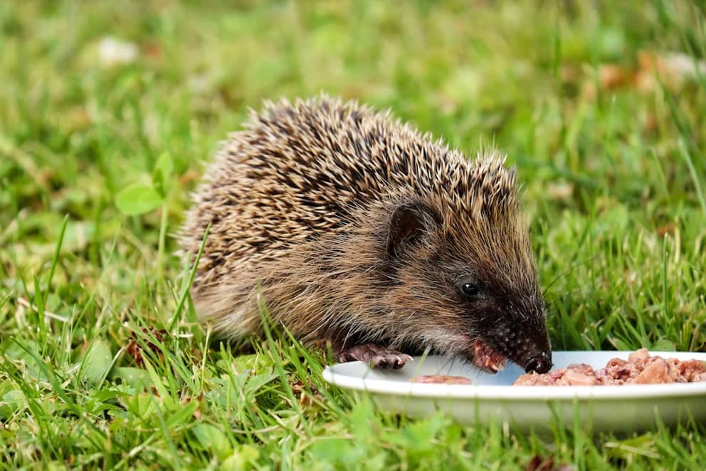 A hedgehog in grass eating food left out on a plate for him.