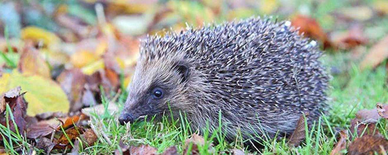 Hedgehog sitting on the grass and autumn leaves on the ground.