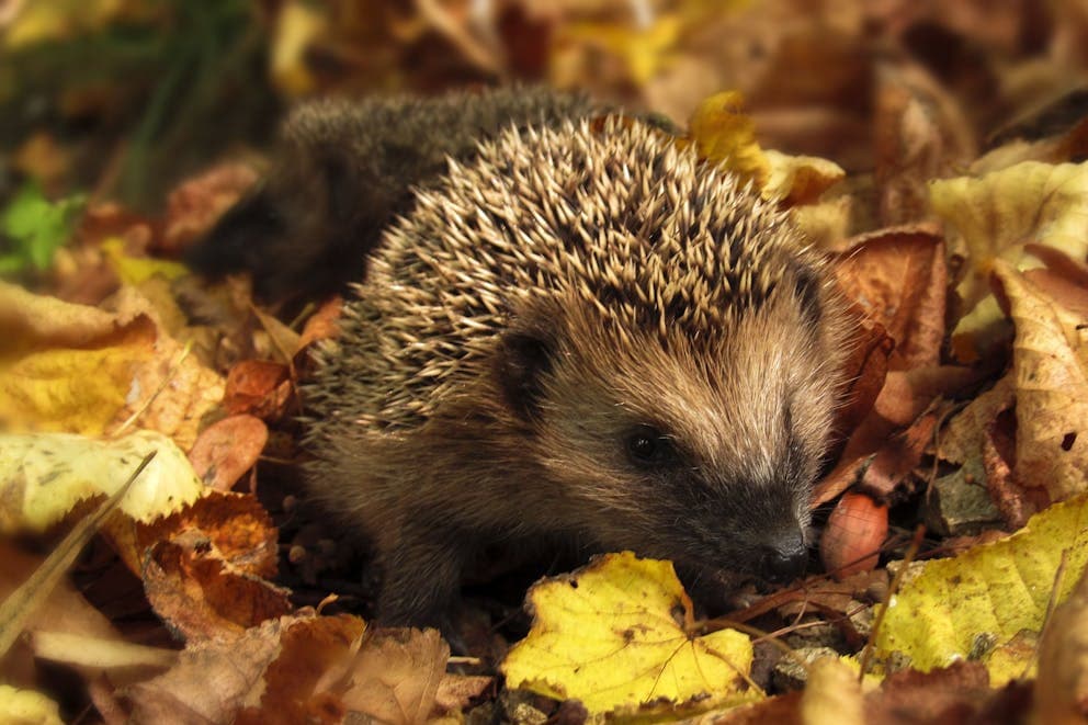 A hedgehog in a pile of leaves.
