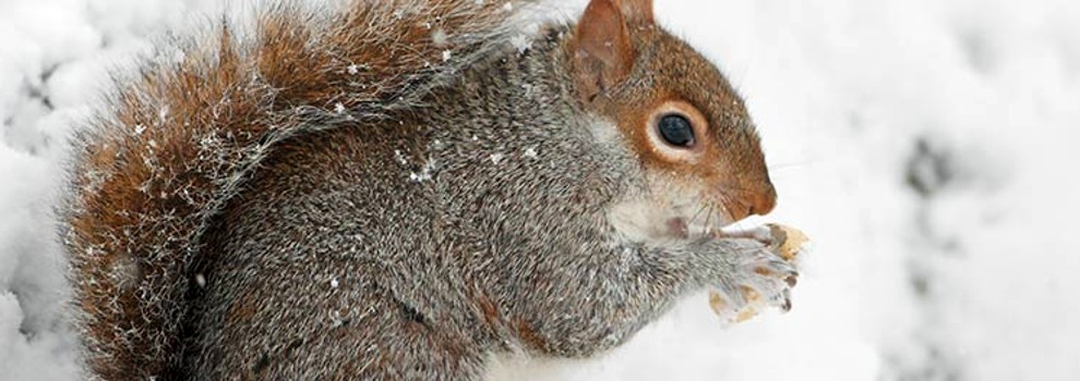Squirrel in the snow