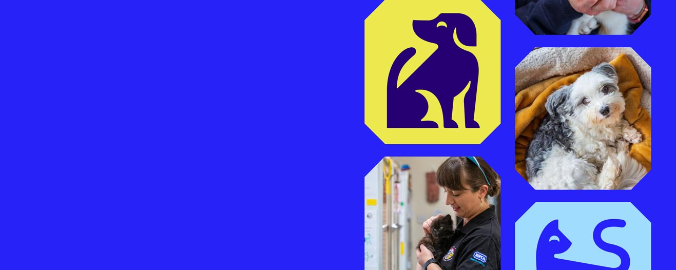 Collage of animals in octopuncts