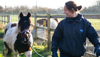 Brown and white horse being led by RSPCA staff
