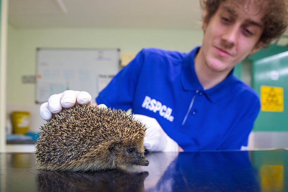 RSPCA volunteer examining a rescued hedgehog at an animal centre.