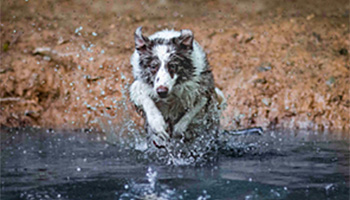 Brown and white dog leaping into a stream