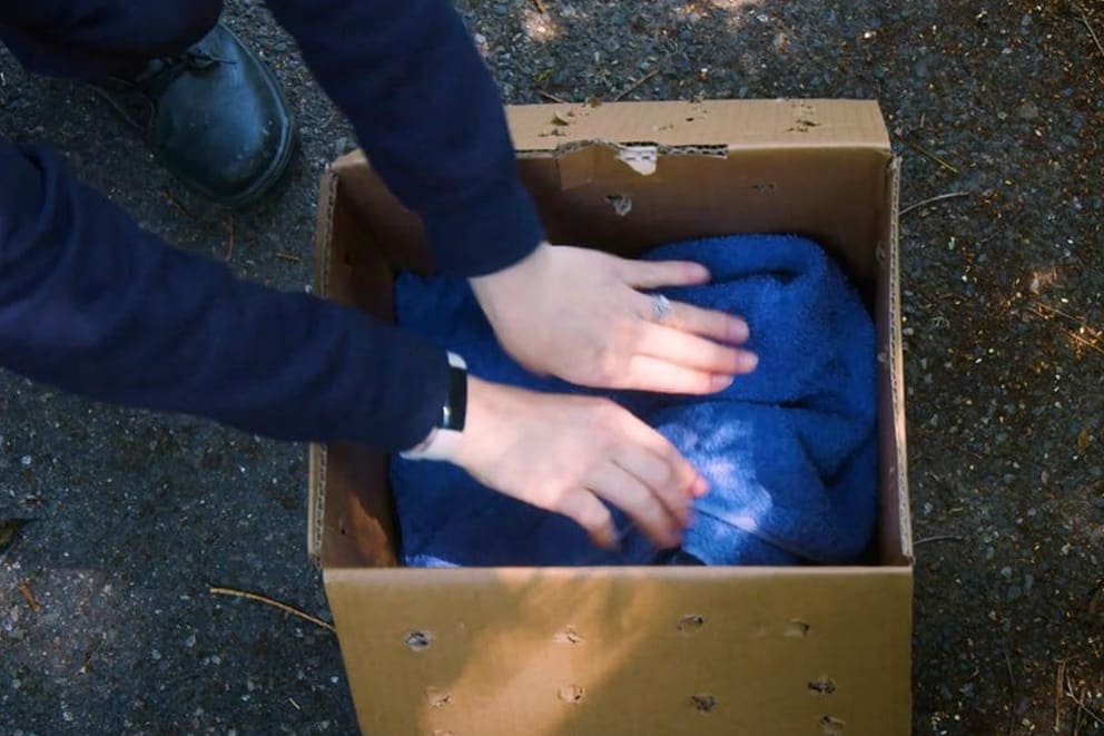Two hands creating a wildlife rescue box.